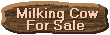 Milking Cow For Sale
